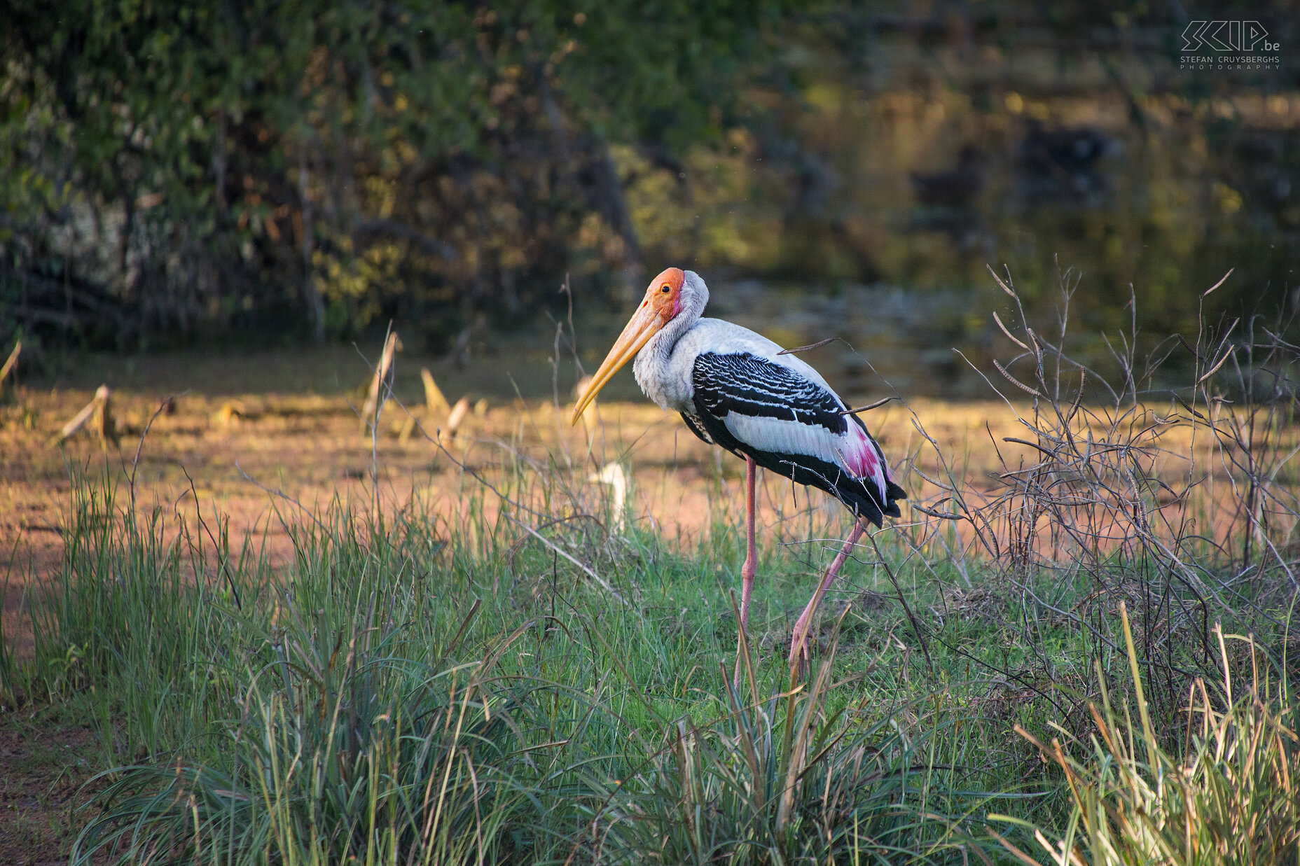 Keoladeo - Indische nimmerzat De Indische nimmerzat is een waadvogel uit de familie van de ooievaars (Painted stork/Mycteria leucocephala). Stefan Cruysberghs